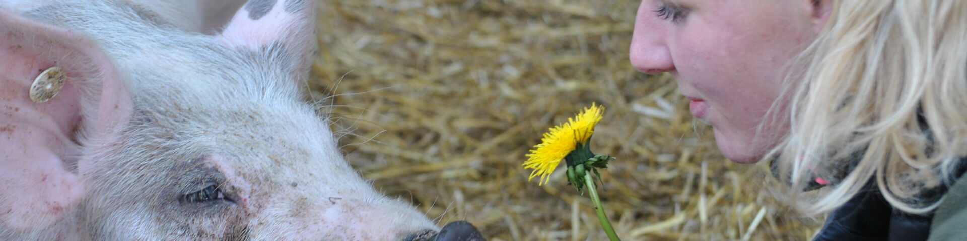 Schwein schnuppert an Löwenzahnblüte