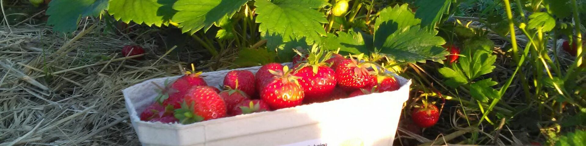 Erdbeeren in einer Pappschale auf dem Boden vor Erdbeersträuchern