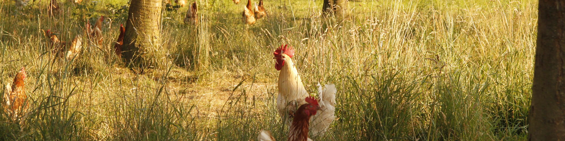 Hühner im Außenbereich unseres Hühnermobils