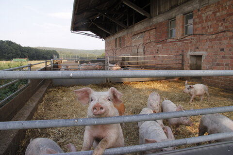 Außenbereich Bio-Schweinestall Wildhäuser Hof