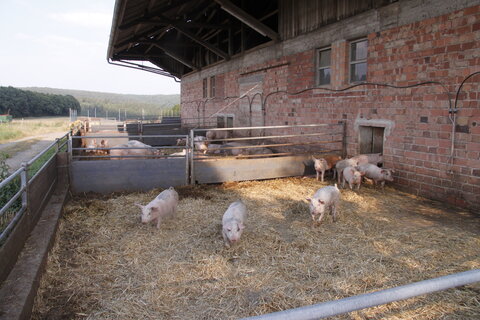 Außenbereich Bio-Schweinestall Wildhäuser Hof