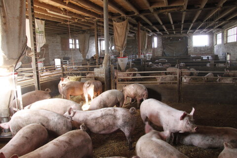 Innenraum Bio-Schweinestall Wildhäuser Hof