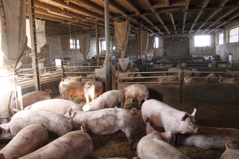 Innenraum Bio-Schweinestall Wildhäuser Hof