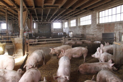 Innenraum Bio-Schweinestall Wildhäuser Hof