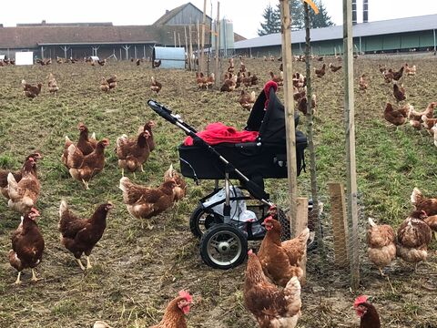 Hühner, Schutzhütten und Bäume im Auslaufbereich des Biolegehennenstalls auf dem Wildhäuser Hof