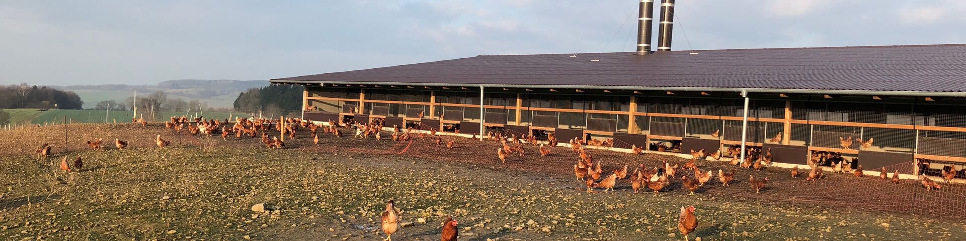 Hühner im Auslaufbereich des Biolegehennenstalls auf dem Wildhäuser Hof