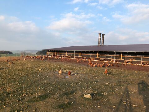 Hühner im Auslaufbereich des Biolegehennenstalls auf dem Wildhäuser Hof
