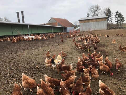 Hühner im Auslaufbereich des Biolegehennenstalls auf dem Wildhäuser Hof