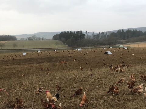 Hühner im Auslaufbereich des Biolegehennenstalls auf dem Wildhäuser Hof