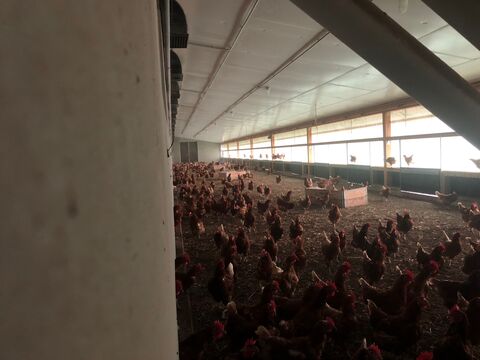 Innenbereich des Biolegehennenstalls auf dem Wildhäuser Hof